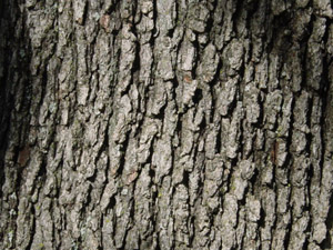 Southern red oak bark